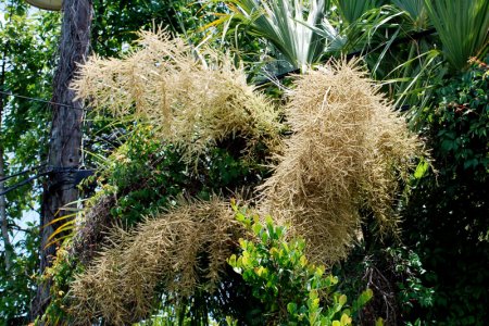sabal_palm_spikes