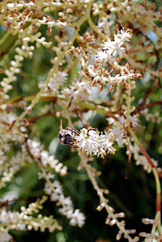 sabal_palmetto_blossoms
