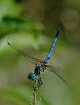 pachydiplax_longipennis_obelisk_20101001