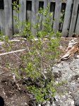 newplanting-forestiera