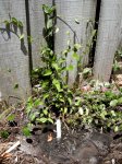 newplanting-jacquemontia