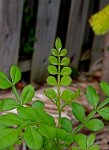 zanthoxylum-newgrowth