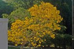 tabebuia_fullbloom