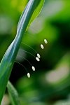 lacewing_eggs