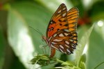 gulf-frit_laying