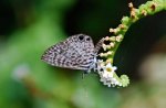 cassius_blue_20110725