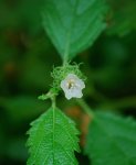 cordia_single_bloom