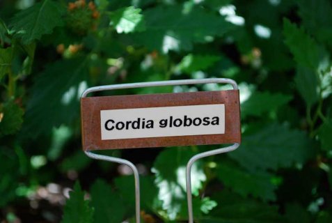 cordia-sign