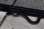baby_snake_markings