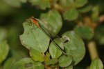 Ischnura_ramburii_Duda_orange_20110813