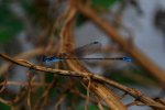 damselfy-20110822