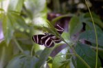 heliconius_charithonia_20110902