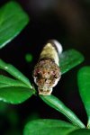 papilio_cresphontes_20111010