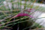 muhly_grass_panicle_new_20111013