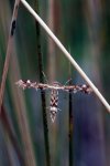 moth_20111013_muhly