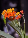 danaus_gillipus_20111026