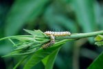 zebra_larvae