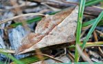 anticarsia_gemmatalis_detail_20111102