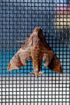 mothra_dorsal_2011112