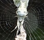 allo-or-cyclosa-detail