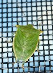 bug_shoulders_20111119