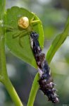 spider_w_caterpillar_20111130