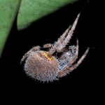 eriophora_night_20120107