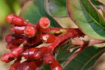 scale-ants_20120118