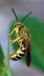 agapostemon_vertical_20120119