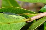 lacewing_adult_20120119