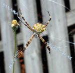 argiope_argentata_dorsum_20120126