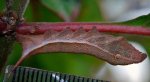 xylophanes_sp_20120126