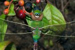 anax_junius_oblique_20120213