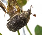 euphoria_sp_sepulcralis_20120215