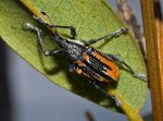 diaprepes_abbreviatus_dorsal_20120324