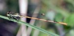 ischnura_hastata_20120409