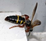 Hymenoptera myzinum_sp_abdomen_20120420