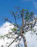 poinciana_tall_20120505