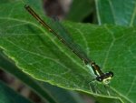 ischnura_posita__diag_20120510