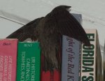 chaetura_pelagica_flap_20120511