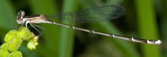 nehalennia_pallidula__lone_20120515