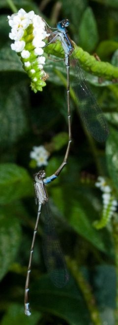 nehalennia_pallidula__tandem_20120515