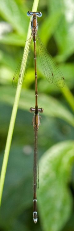 nehalennia_pallidula__tandem__dorsal_20120515