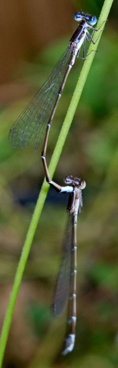 nehalennia_pallidula__tandem__flexed_20120515