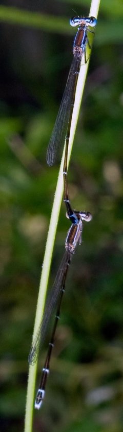 nehalennia_pallidula__tandem__normal_20120515