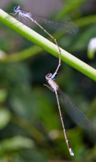 nehalennia_pallidula__tandem__diagonal_20120515