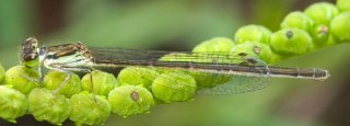 ischnura_posita_20120515