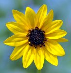 helianthus_debilis_20120530
