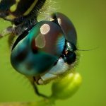 blue_dasher_20120603_face