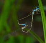 Anisoptera (dragonflies) and Zygoptera (damselflies) nehalennia_wheel_20120603